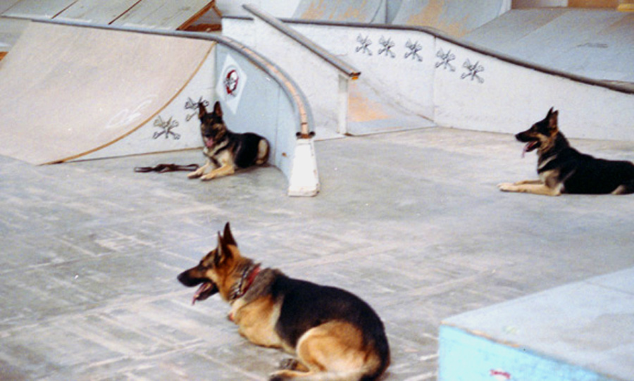 Police Dogs