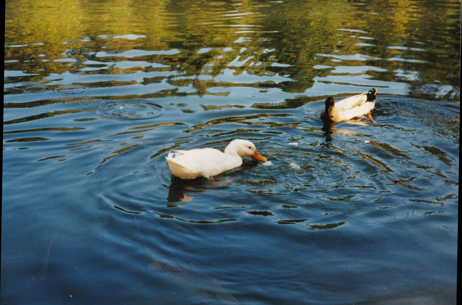 Great White Duck