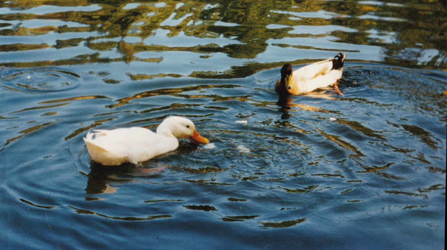 Great White Duck