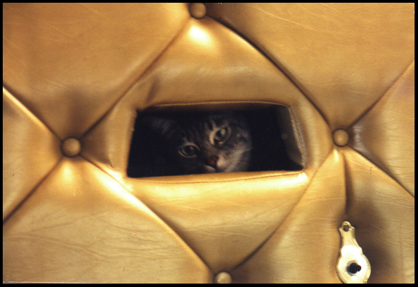 Leroy in the Gold Pyramid